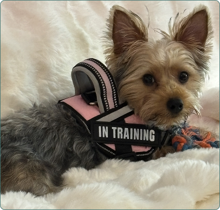 small dog, Yorkshire Terrier